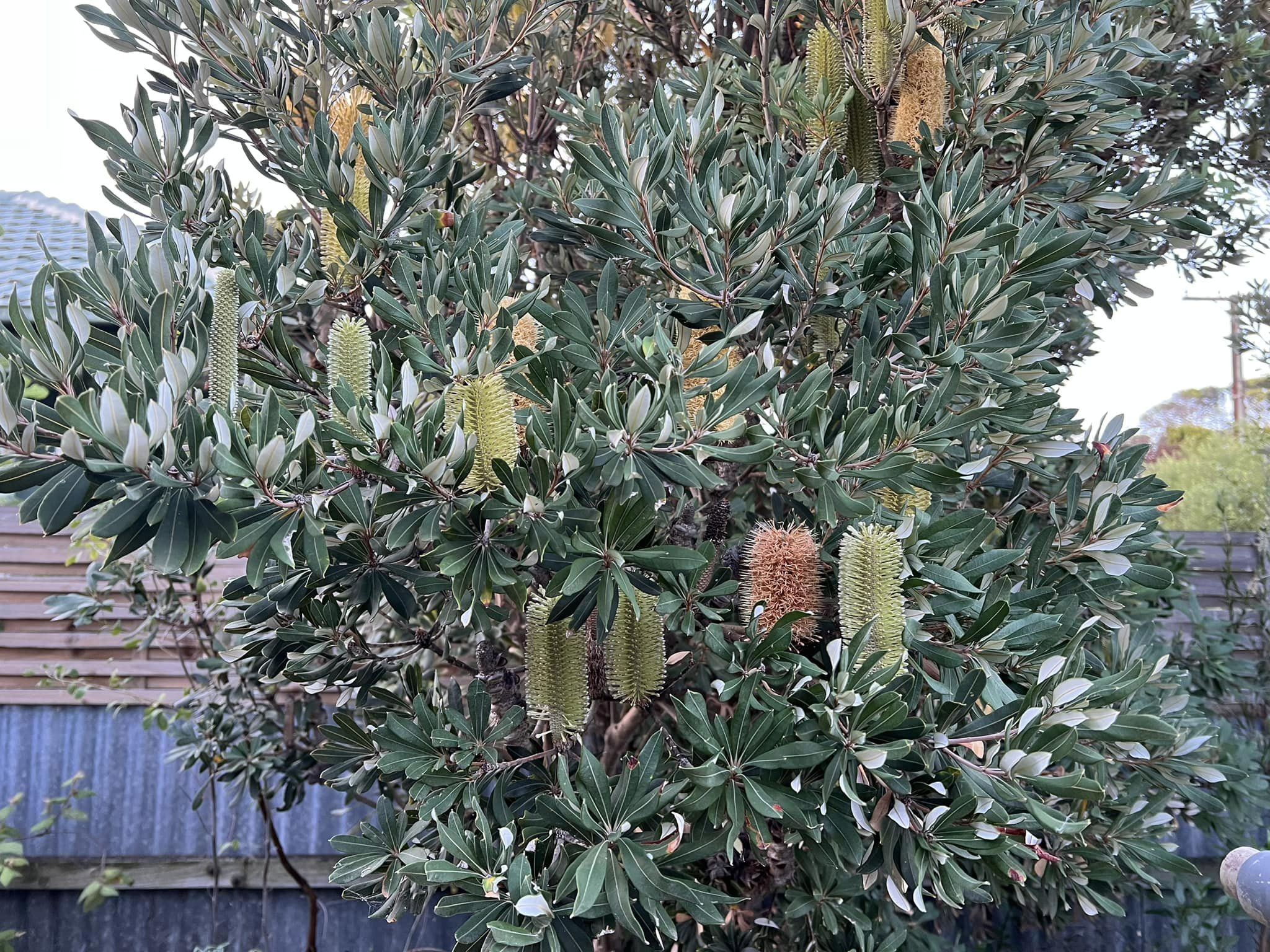 Banksia integrifolia - SENTINEL - Coast Banksia 'BIT 11' PBR