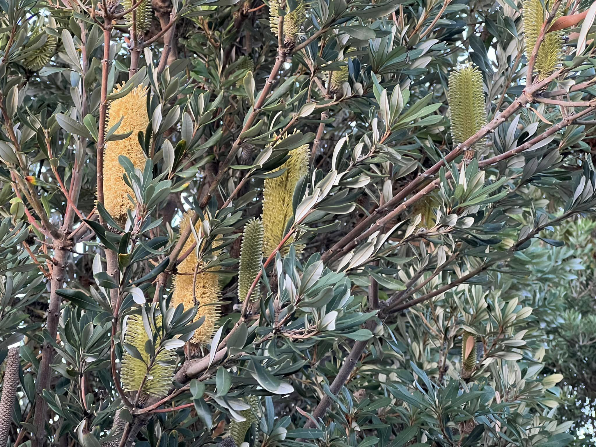 Banksia integrifolia - SENTINEL - Coast Banksia 'BIT 11' PBR