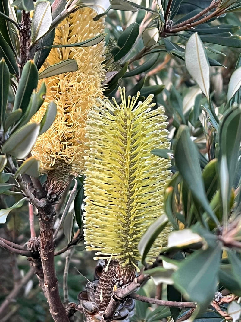 Banksia integrifolia SENTINEL 'BIT 11' PBR