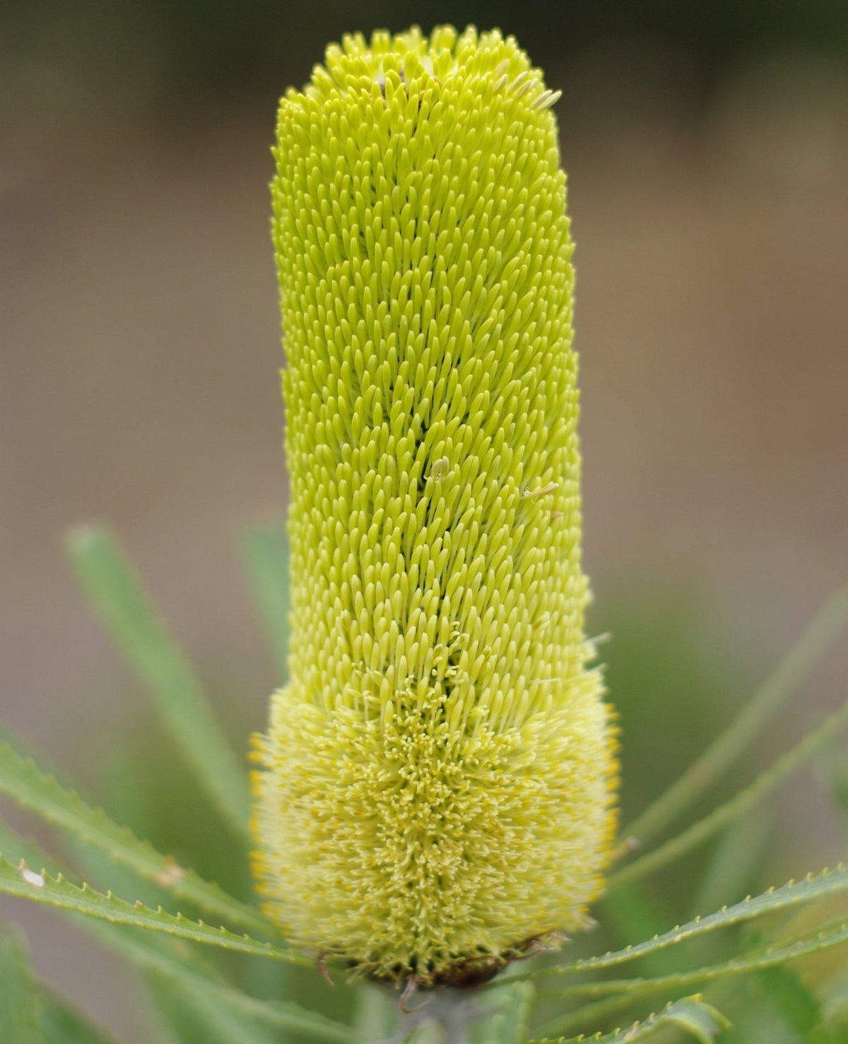 Banksia attenuata - Candlestick Banksia