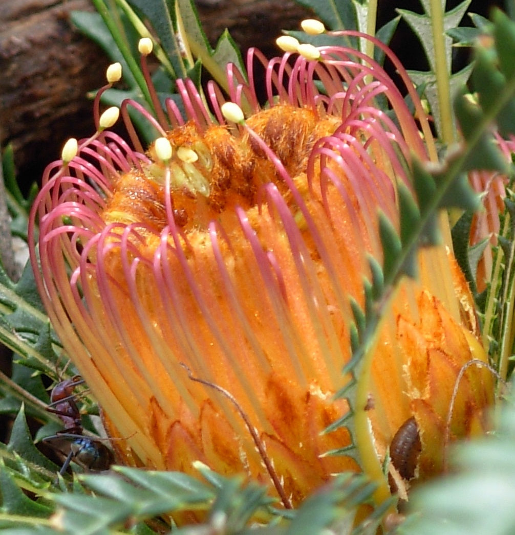 Banksia nivea - Honeypot Banksia