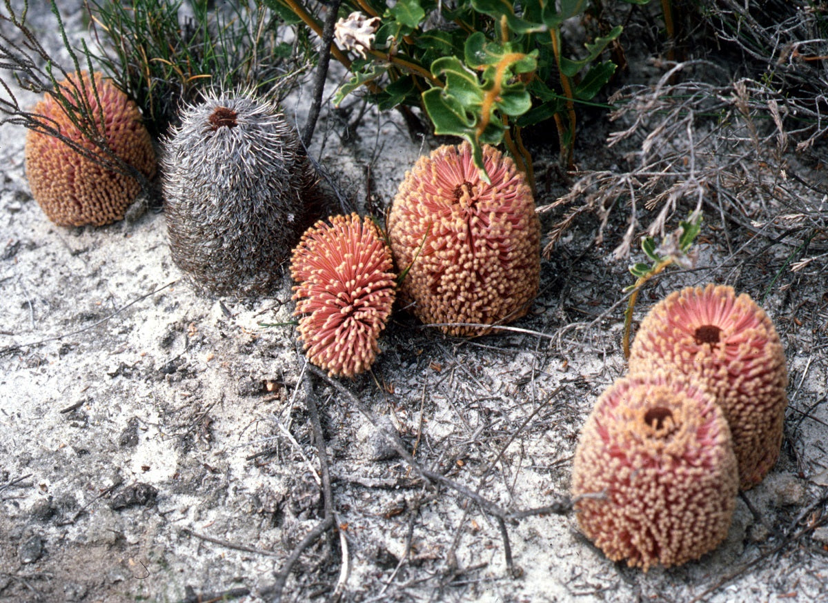 Banksia repens - Creeping Banksia