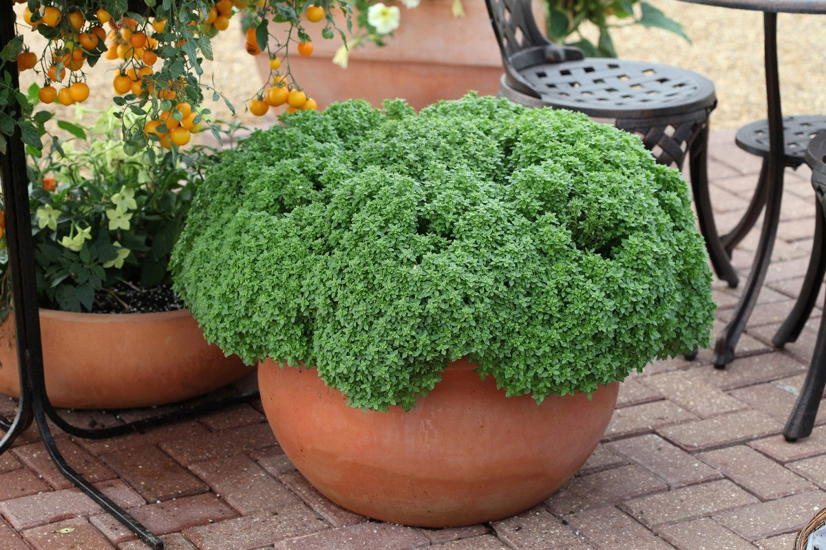 Basil - ARISTOTLE - Ocimum basilicum