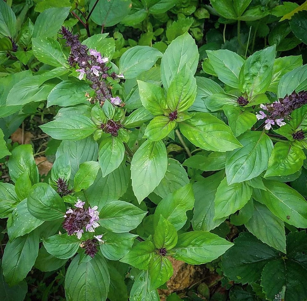 Basil - CINNAMON - Ocimum basilicum