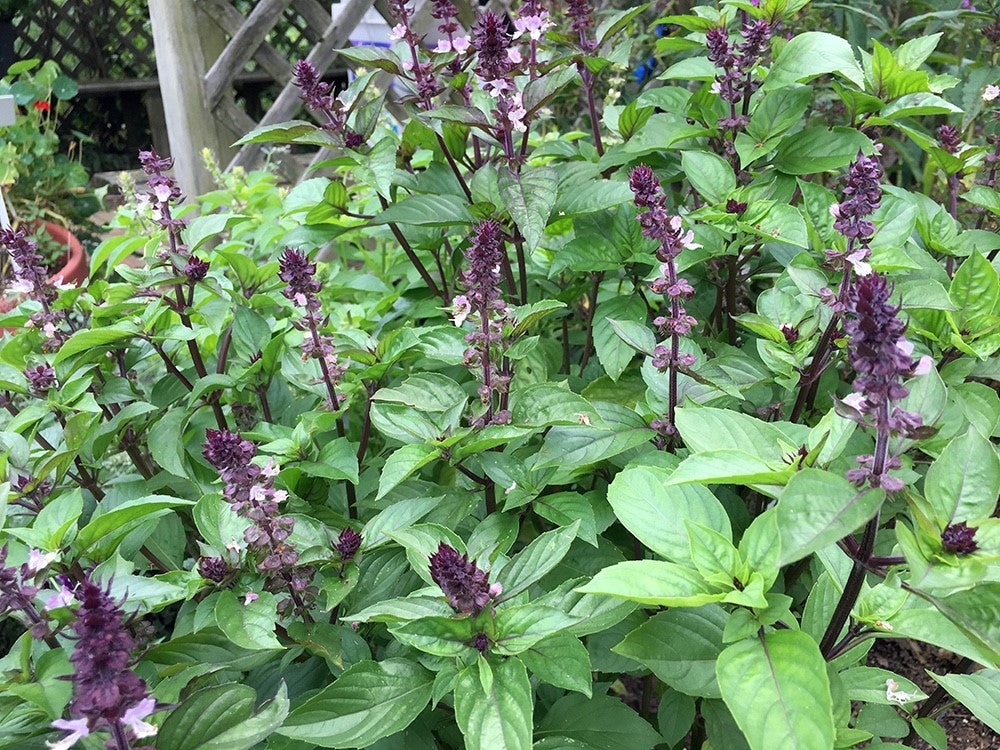 Basil - CINNAMON - Ocimum basilicum
