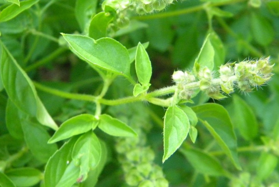 Basil - LIME - Ocimum americanum x basilicum