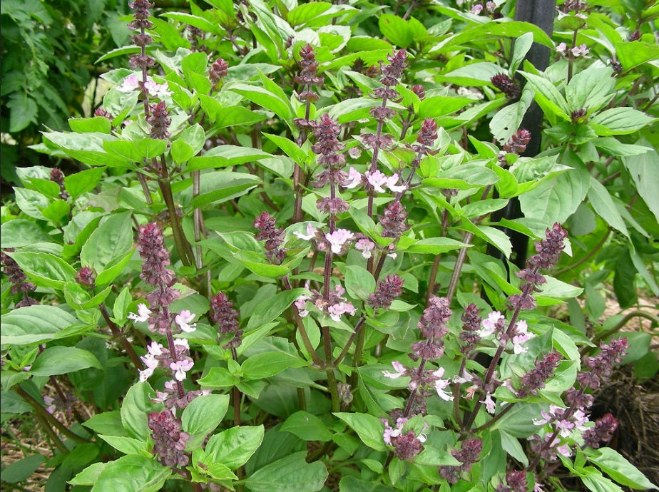 Basil Thai - Ocimum basilicum thyrsiflora