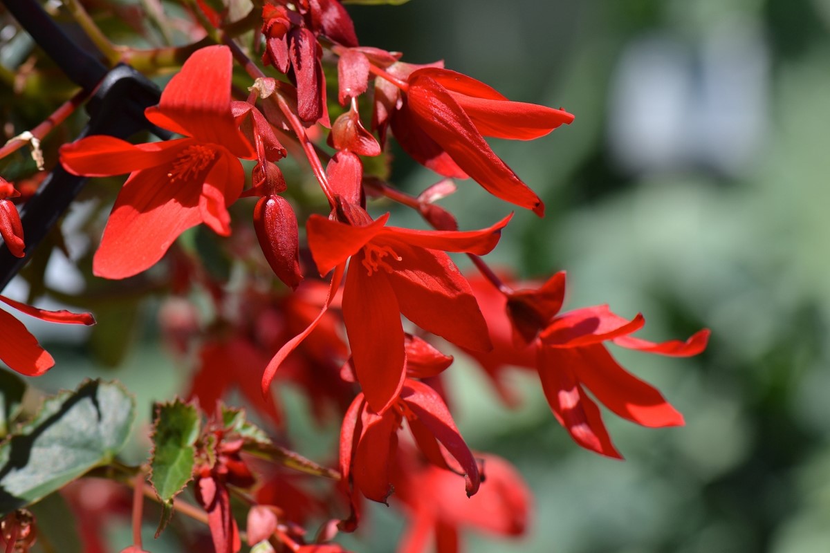 Begonia boliviensis - Bossa Nova® RED - Andean Sunset Begonia Hanging Basket