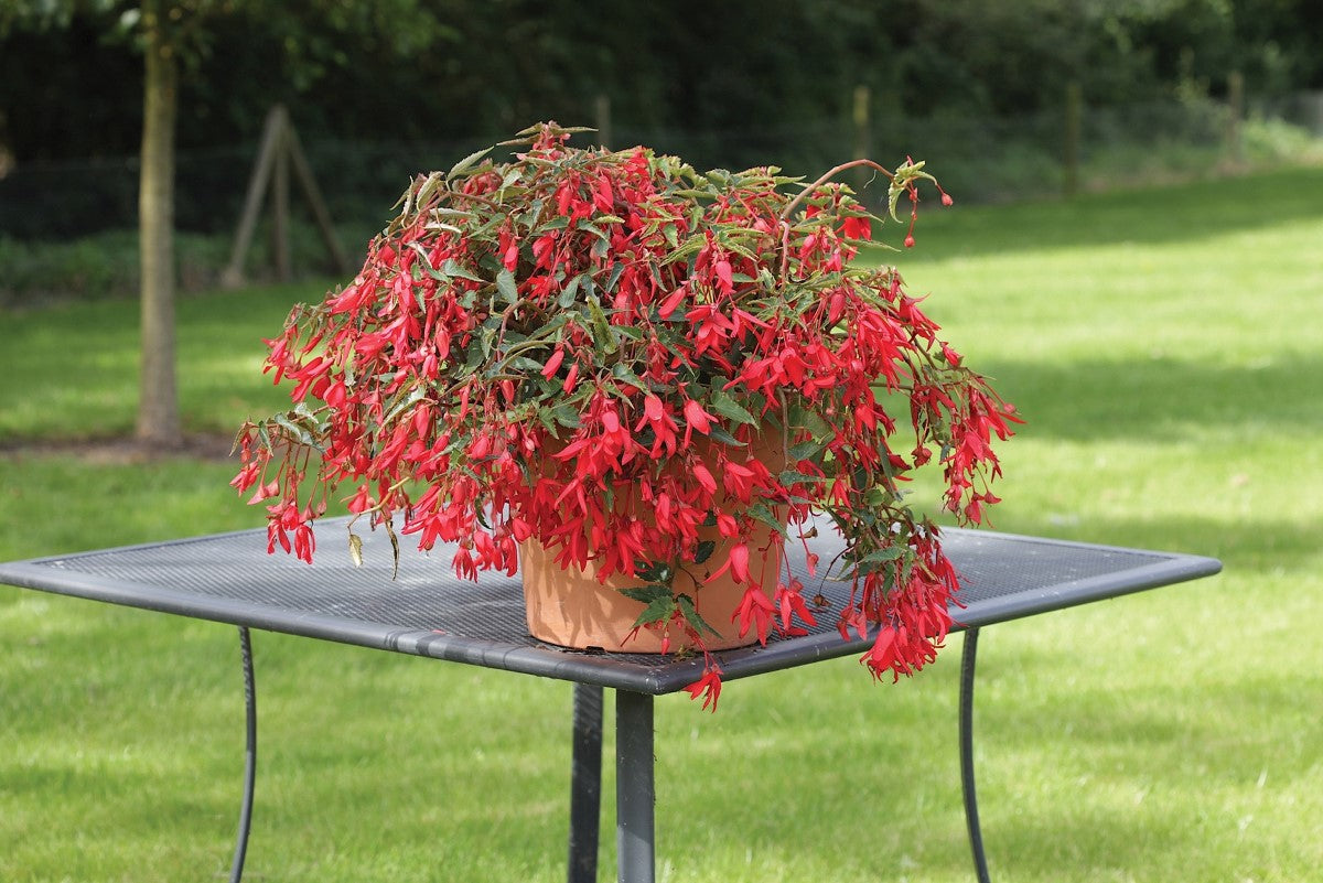 Begonia boliviensis - Bossa Nova® RED - Andean Sunset Begonia Hanging Basket
