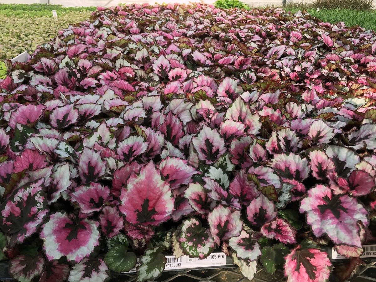 Begonia - KOTOBUKI - Rex Begonia