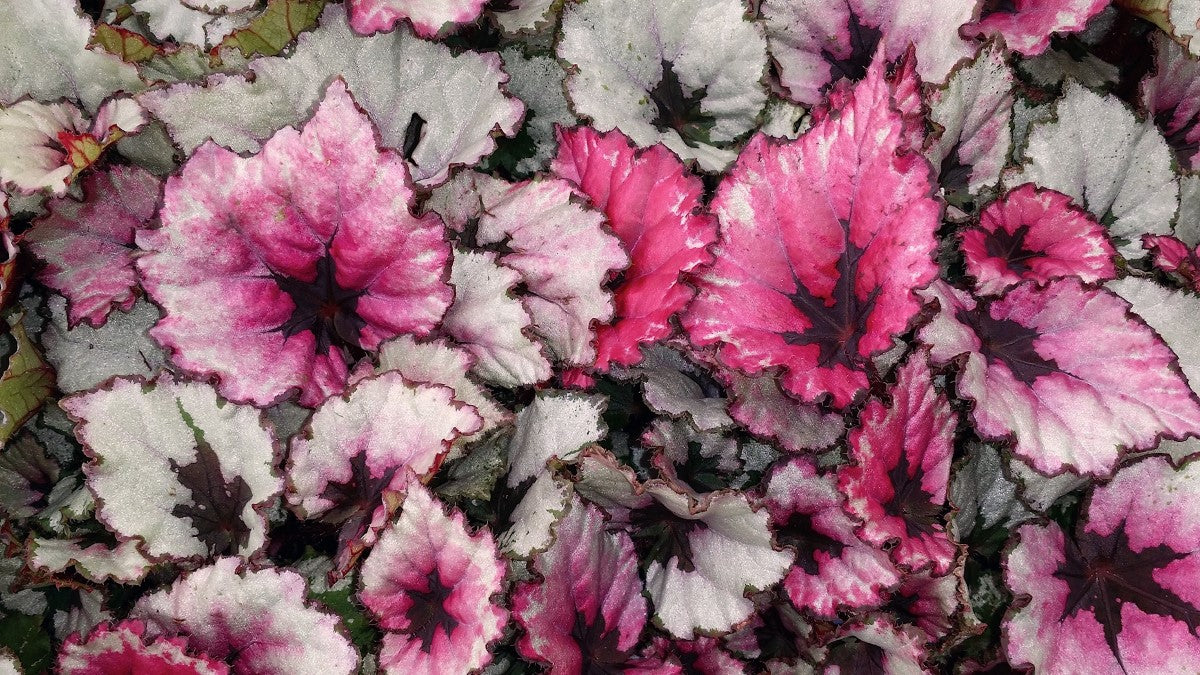 Begonia - KOTOBUKI - Rex Begonia