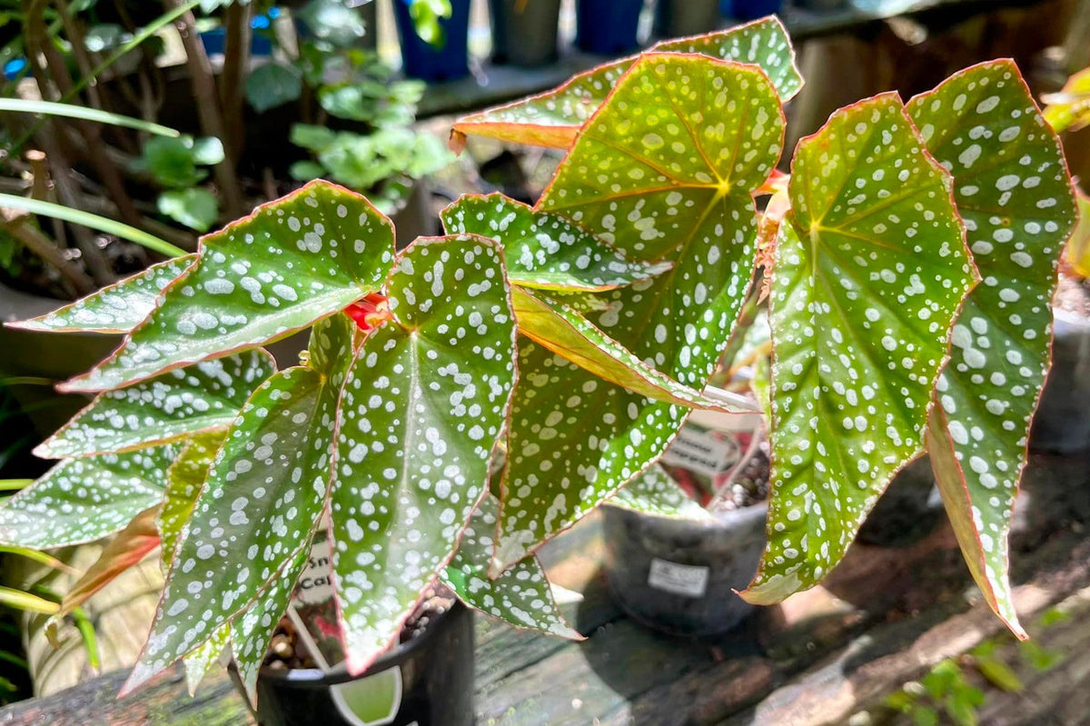 Begonia - SNOW CAPPED