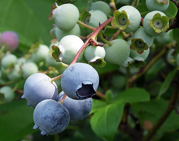 Vaccinium corymbosum x darrowii x ashei - MISTY - Blueberry