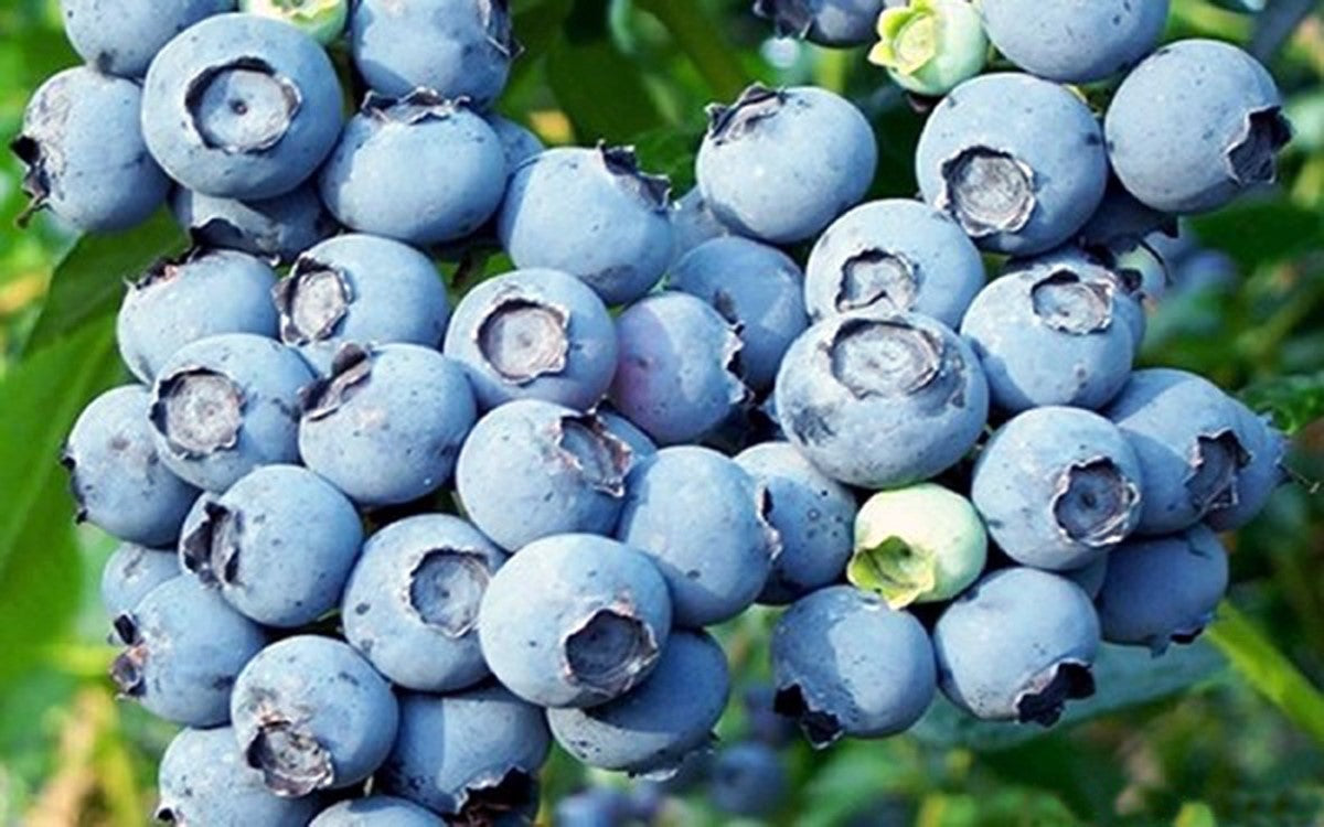 Vaccinium ashei - POWDERBLUE - Blueberry