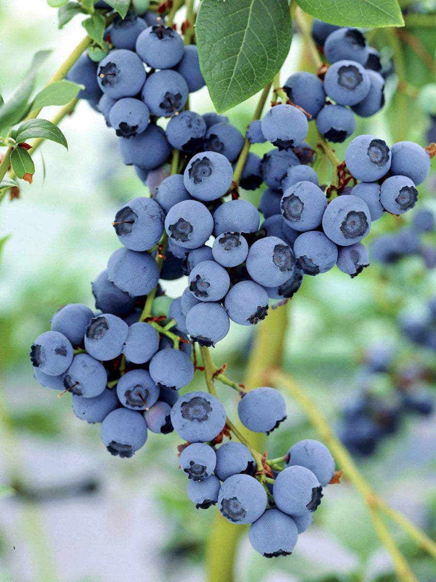Vaccinium ashei - POWDERBLUE - Blueberry