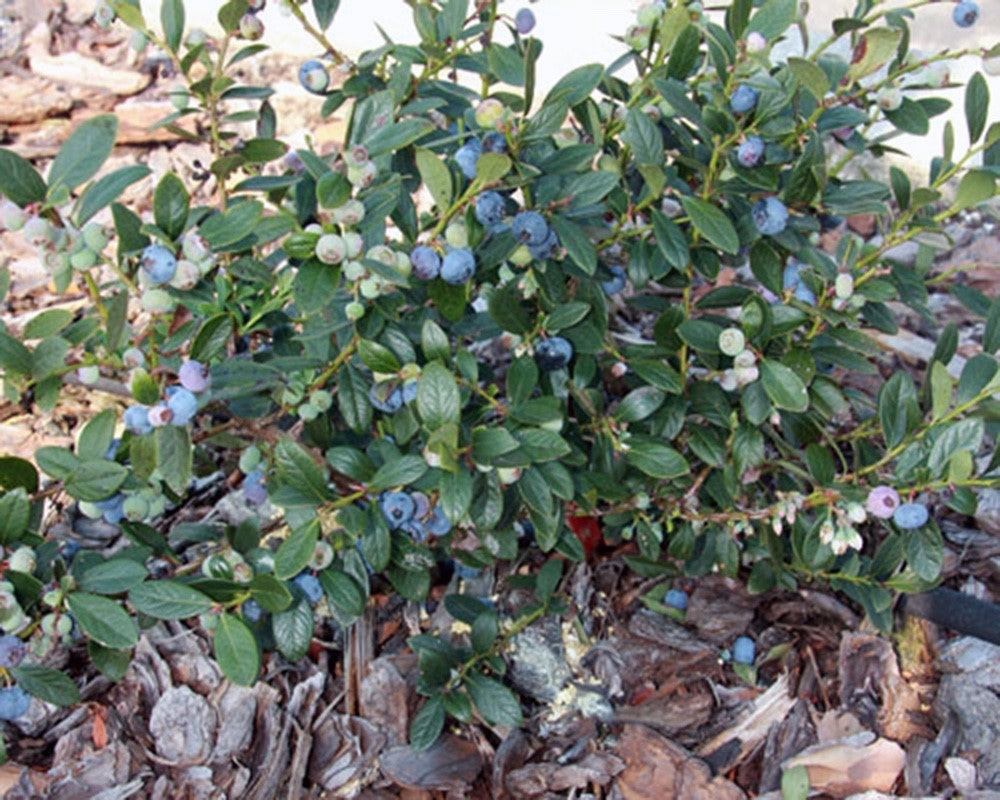 Vaccinium ashei - POWDERBLUE - Blueberry