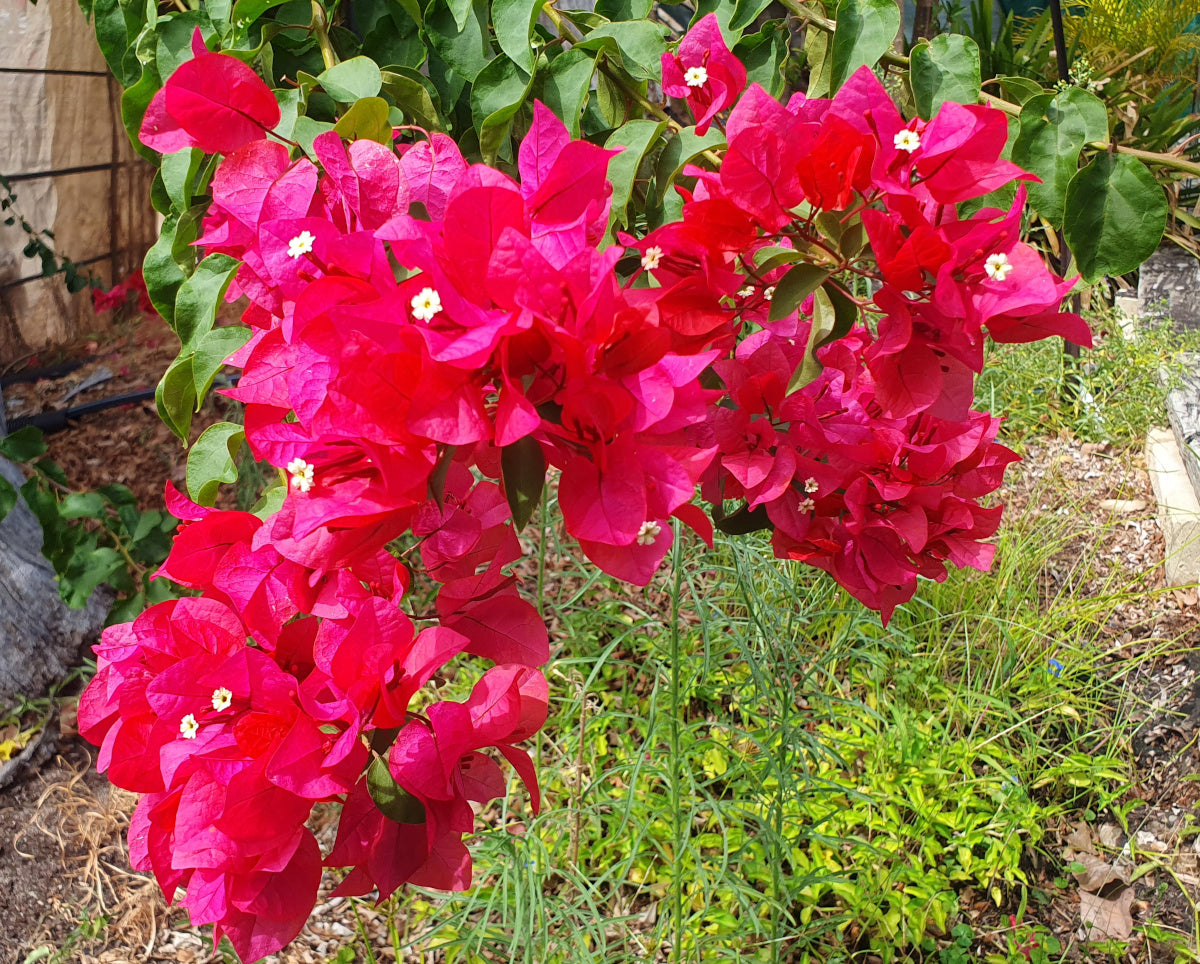 Bougainvillea - PINK