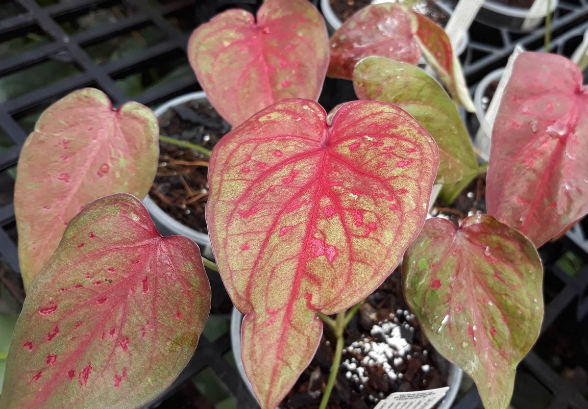 Caladium bicolour - RAINDROPS - Angel Wings