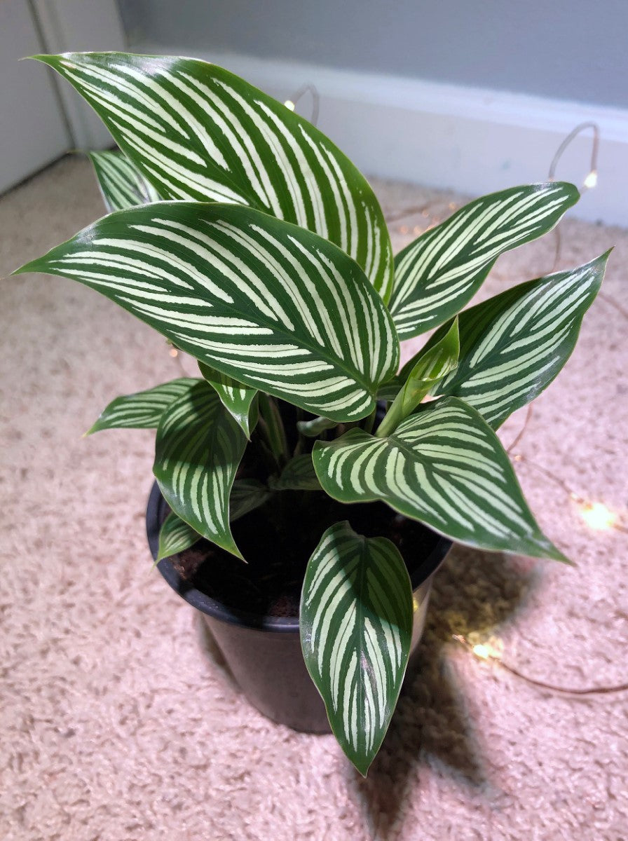 Goeppertia elliptica - VITTATA - Prayer Plant Calathea