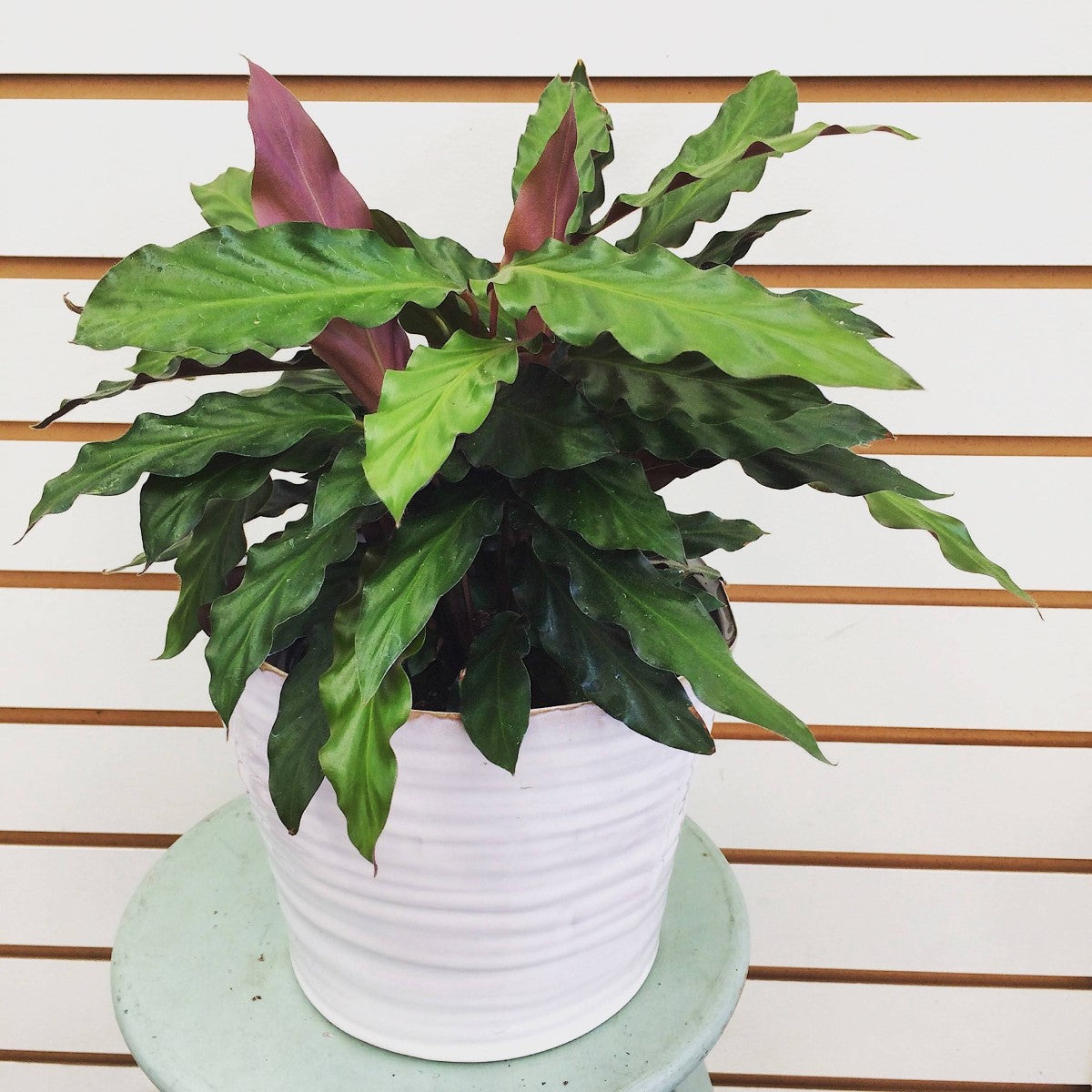 Goeppertia rufibarba - Velvet Calathea