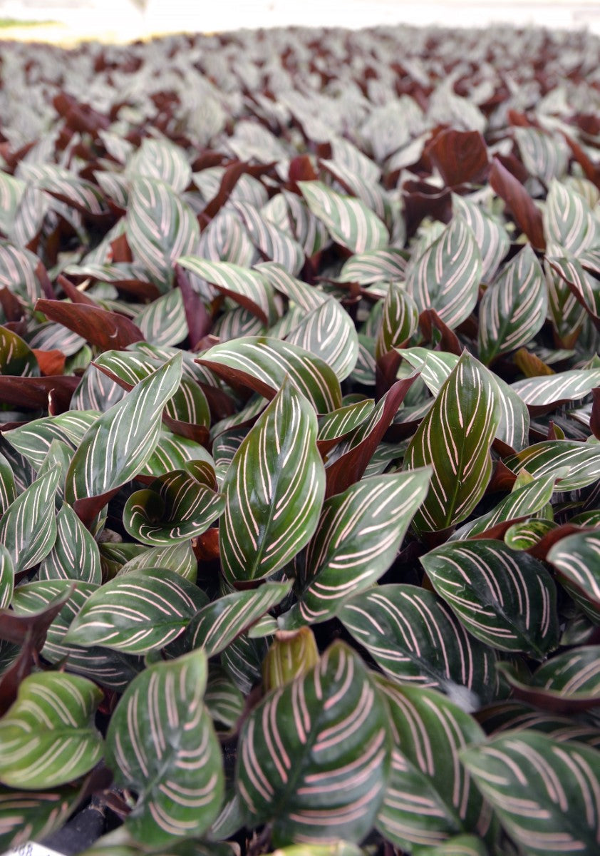 Goeppertia sanderiana - Pin-Striped Calathea