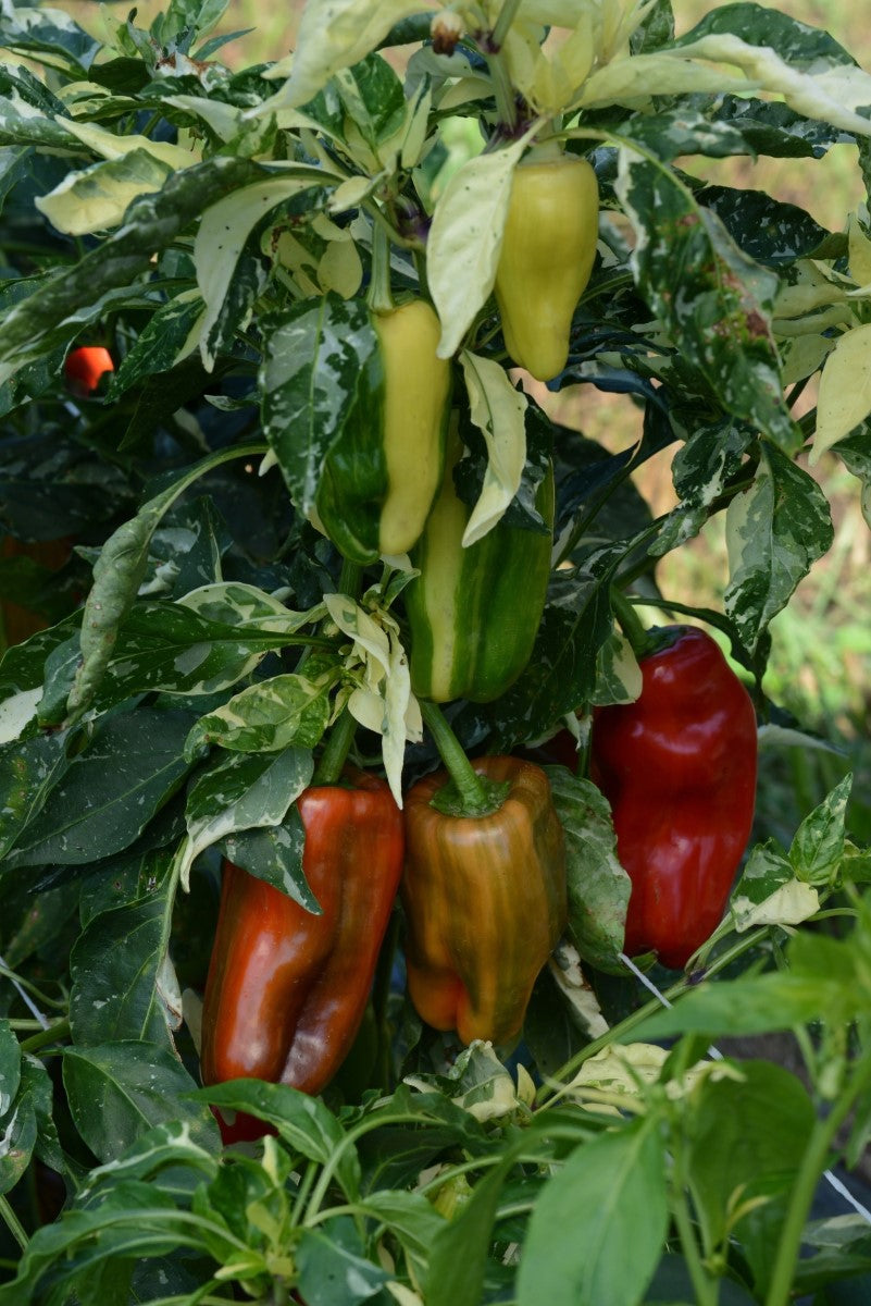 Bell Pepper - CANDY STRIPE - Capsicum annuum