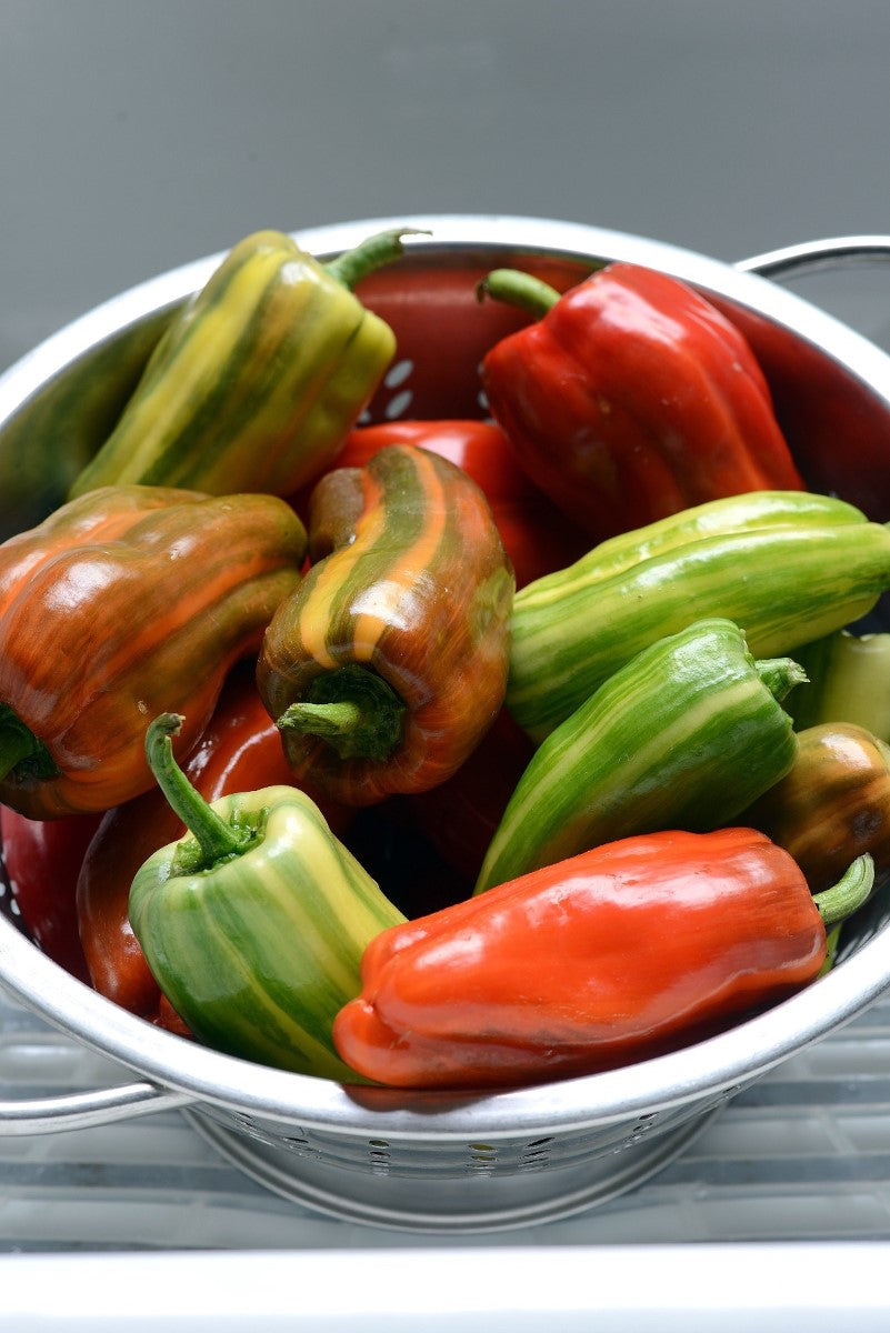 Bell Pepper - CANDY STRIPE - Capsicum annuum