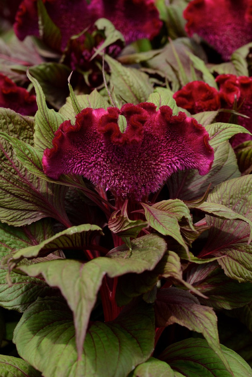 Celosia argentea - DRACULA - Silver Cockscomb
