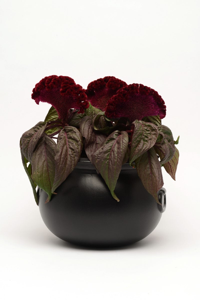 Celosia argentea - DRACULA - Silver Cockscomb