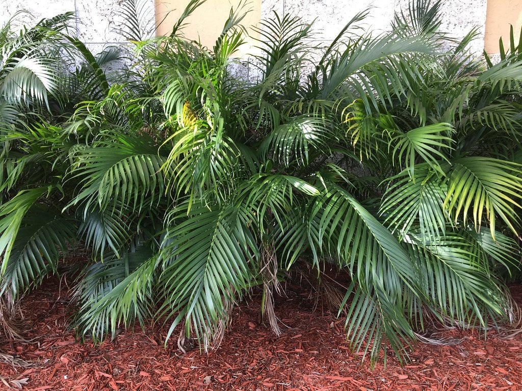 Chamaedorea cataractarum - Cascade Palm