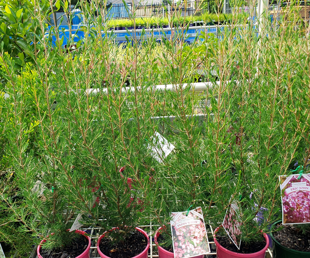 Chamelaucium ciliatum x Verticordia plumosa - PADDYS PINK - Geraldton Wax
