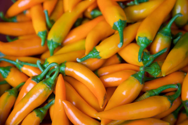 Chilli Pepper - BULGARIAN CARROT - Capsicum annuum