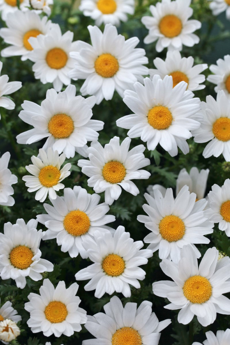 Marguerite Daisy Mini - SNOWLAND - Leucanthemum paludosum