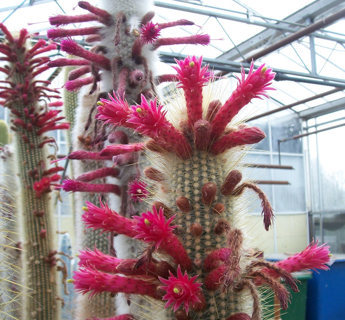 Cleistocactus strausii - Silver Torch
