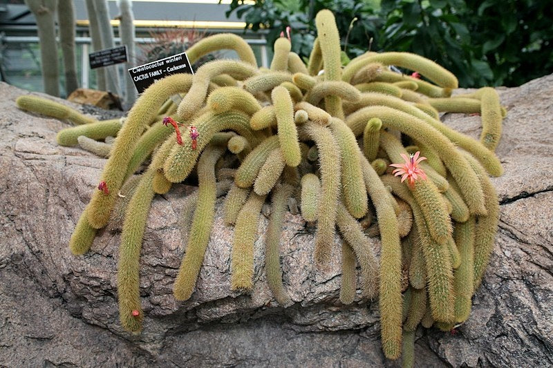 Cleistocactus winteri - Golden Rat-Tail Cactus