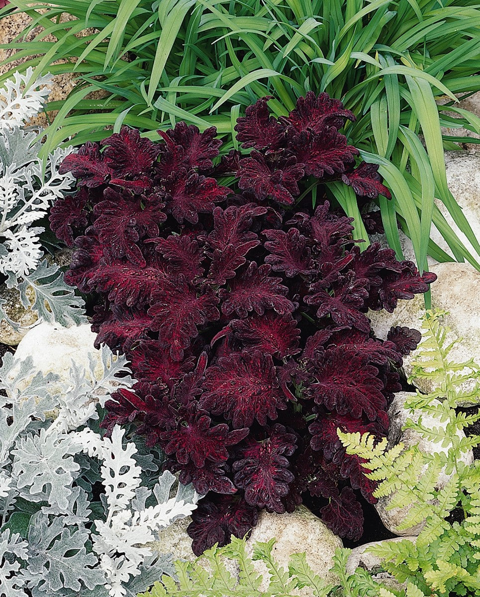 Coleus scutellarioides - BLACK DRAGON - Painted Nettle