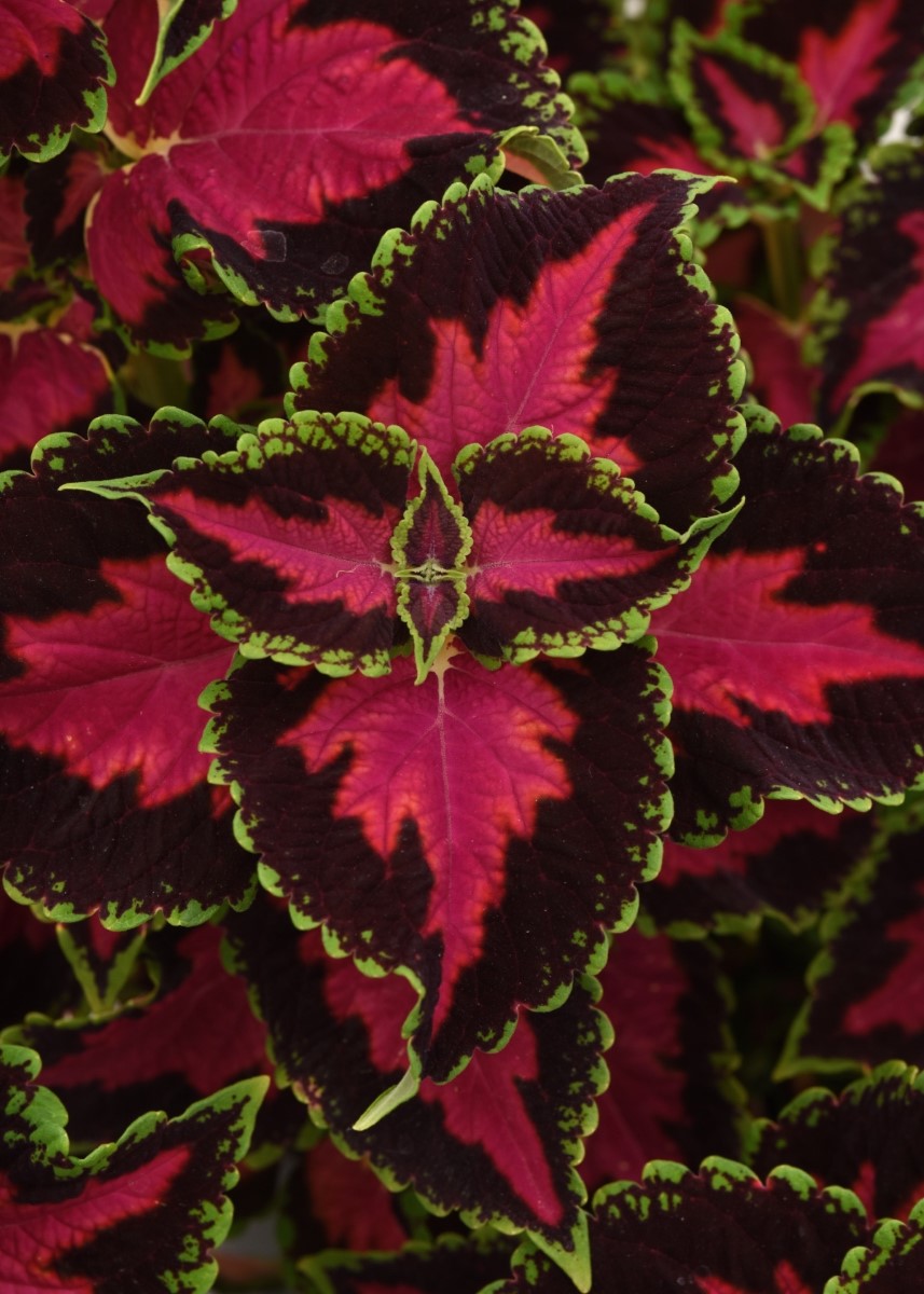 Coleus scutellarioides - HEARTBREAKER - Painted Nettle