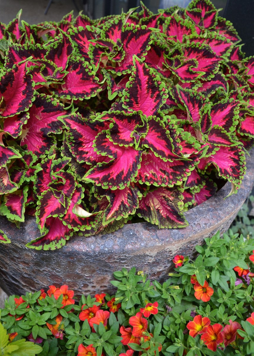 Coleus scutellarioides - HEARTBREAKER - Painted Nettle