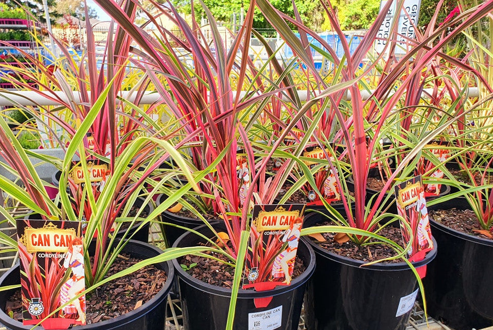 Cordyline australis - CAN CAN - Ti Kouka 'Can Can' PBR