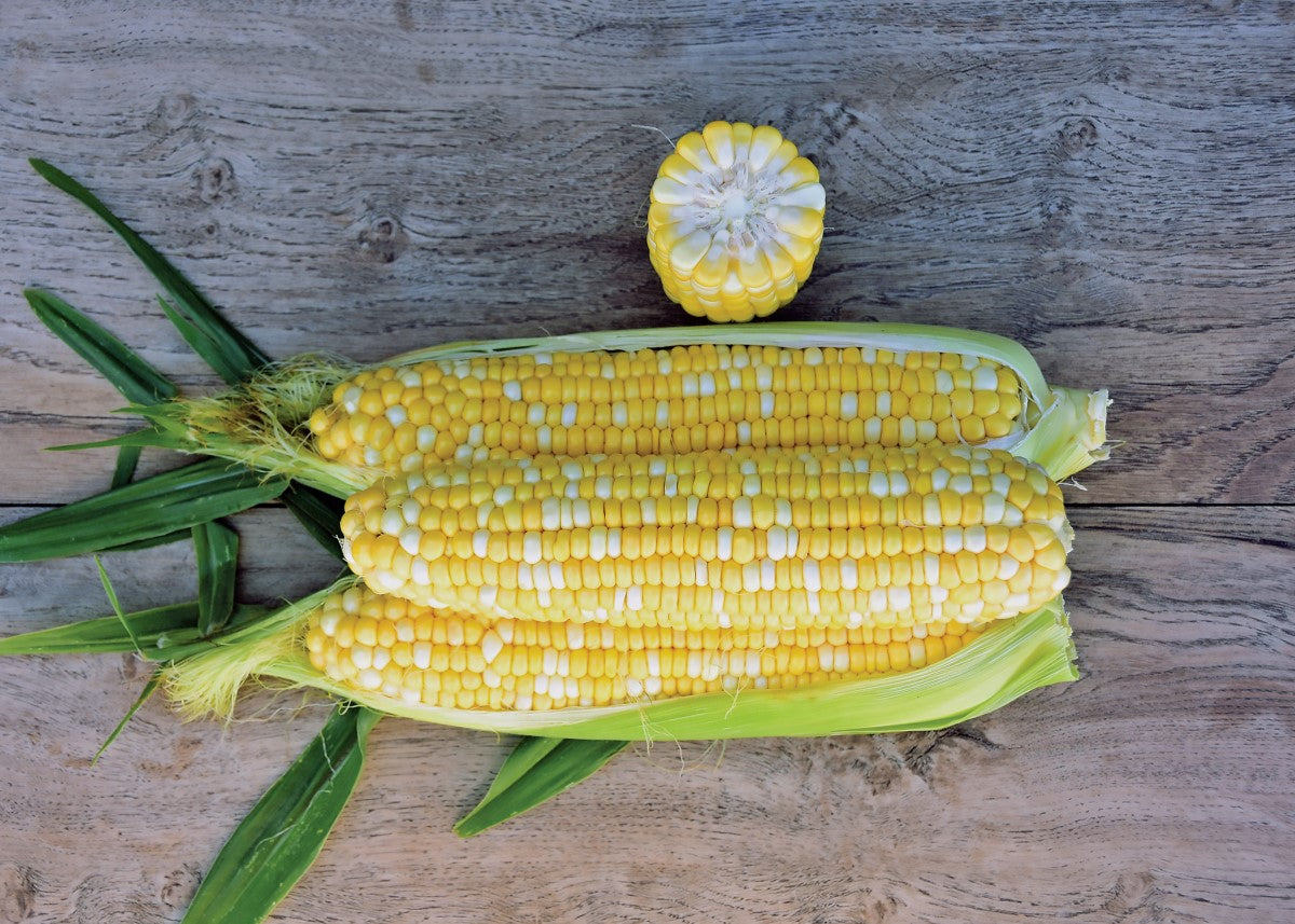 Corn - BICOLOUR - Zea mays