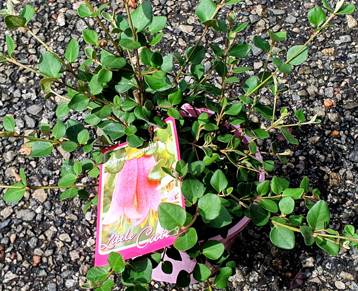 Correa pulchella - LITTLE CATE - Salmon Native Fuchsia