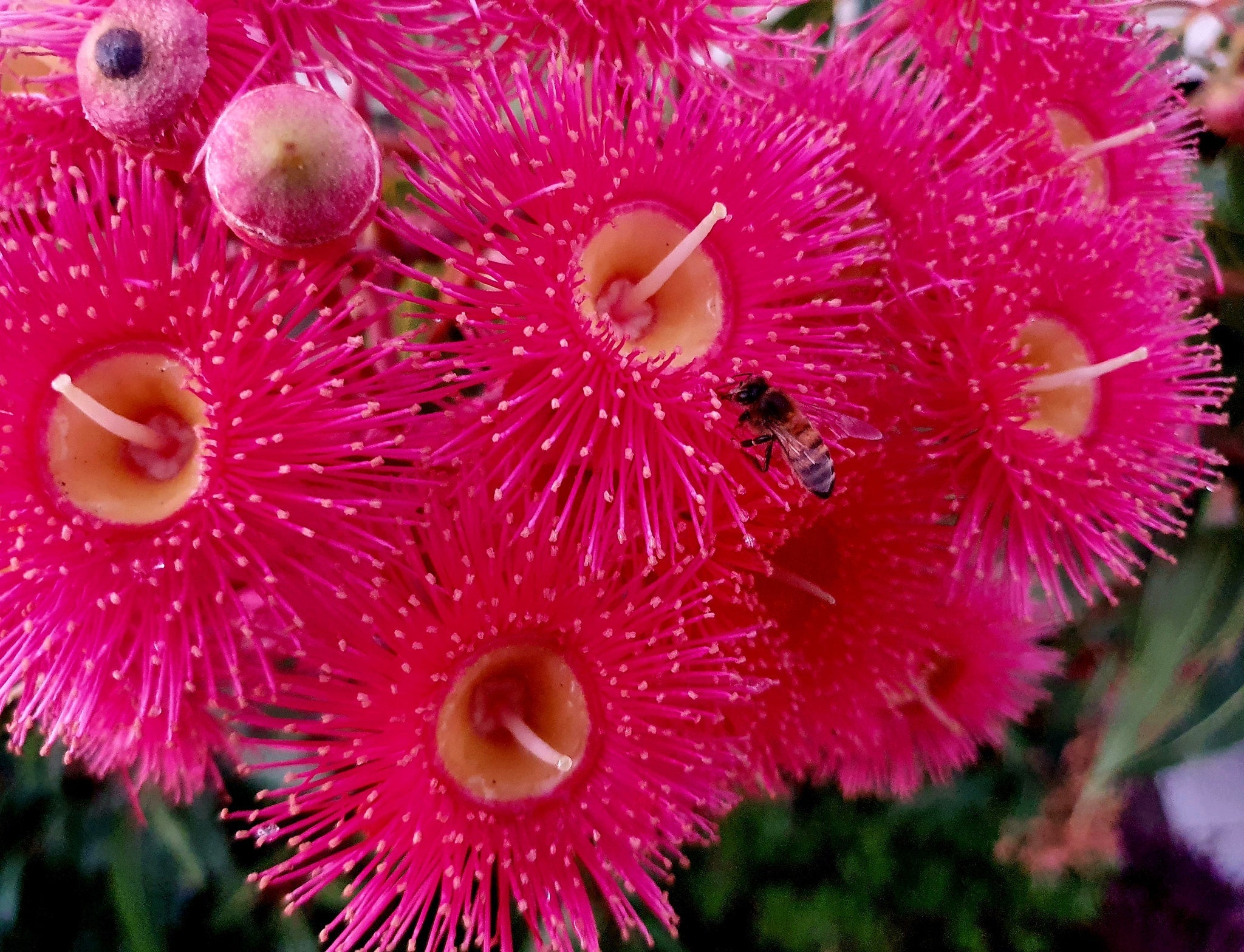 Corymbia ficifolia - Red-Flowering Gum