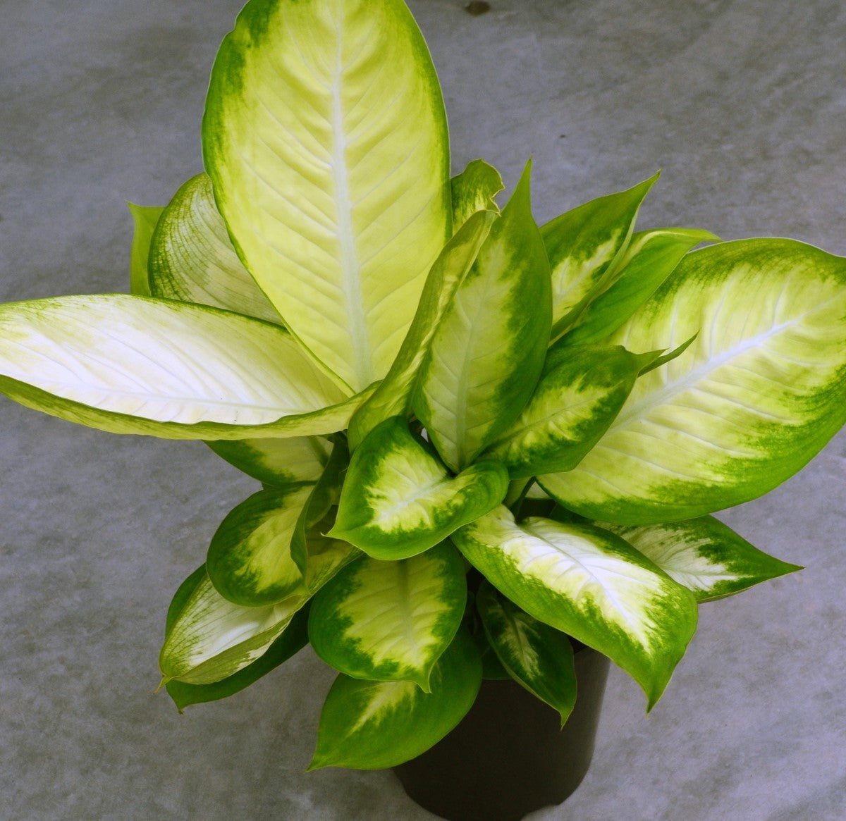 Dieffenbachia - MARIANA - Dumb Cane