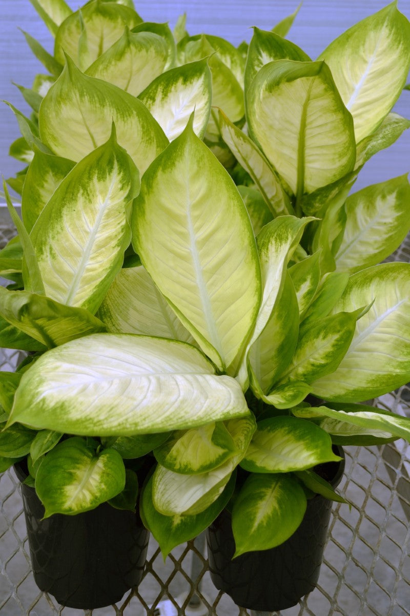 Dieffenbachia - MARIANA - Dumb Cane