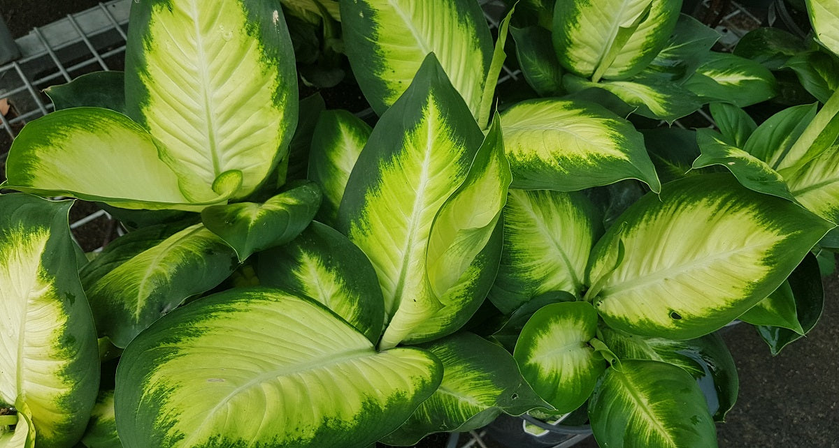 Dieffenbachia - TROPIC MARIANNE - Dumb Cane