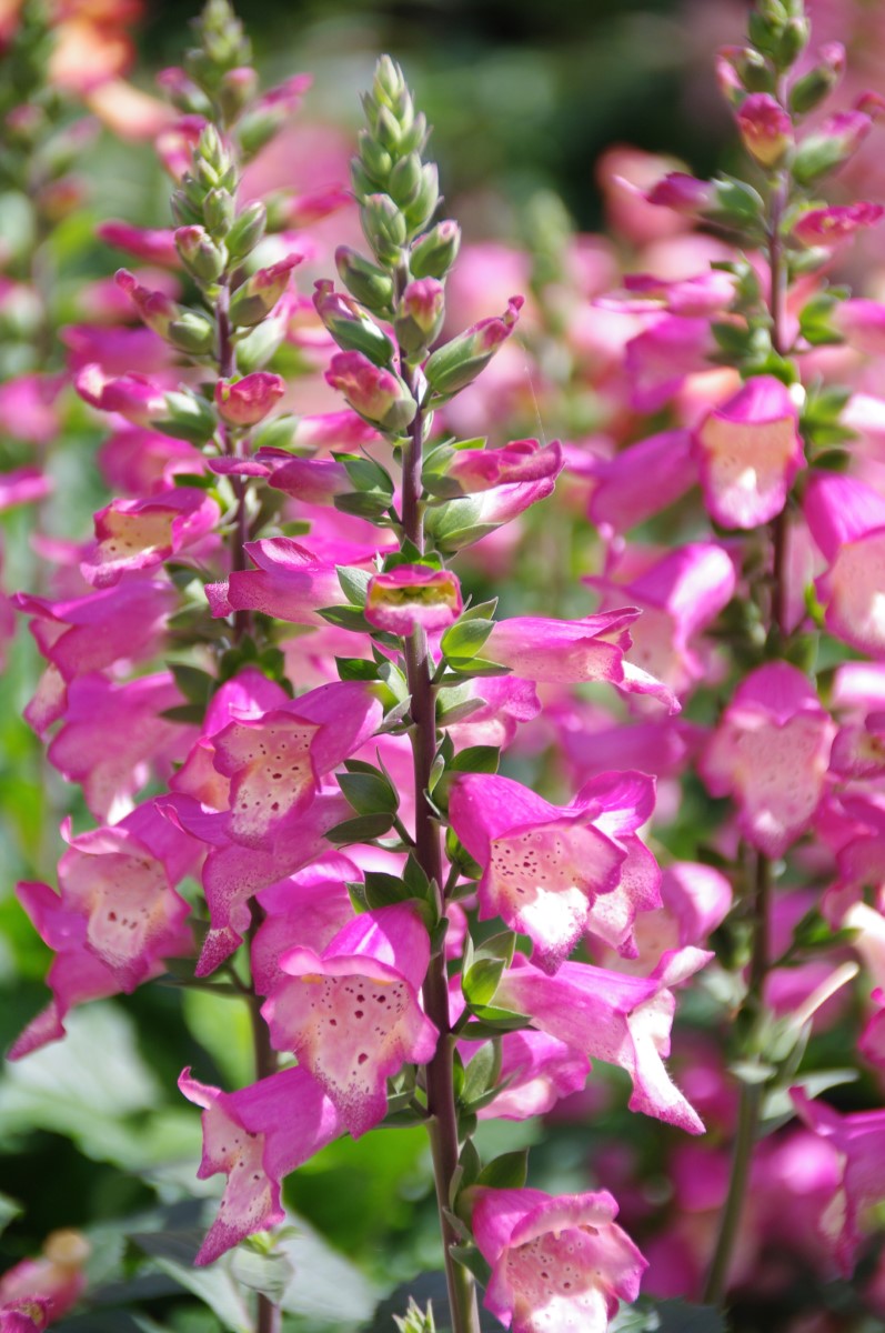 Digitalis canariensis x purpurea - BERRY CANARY - Digiplexis Foxglove