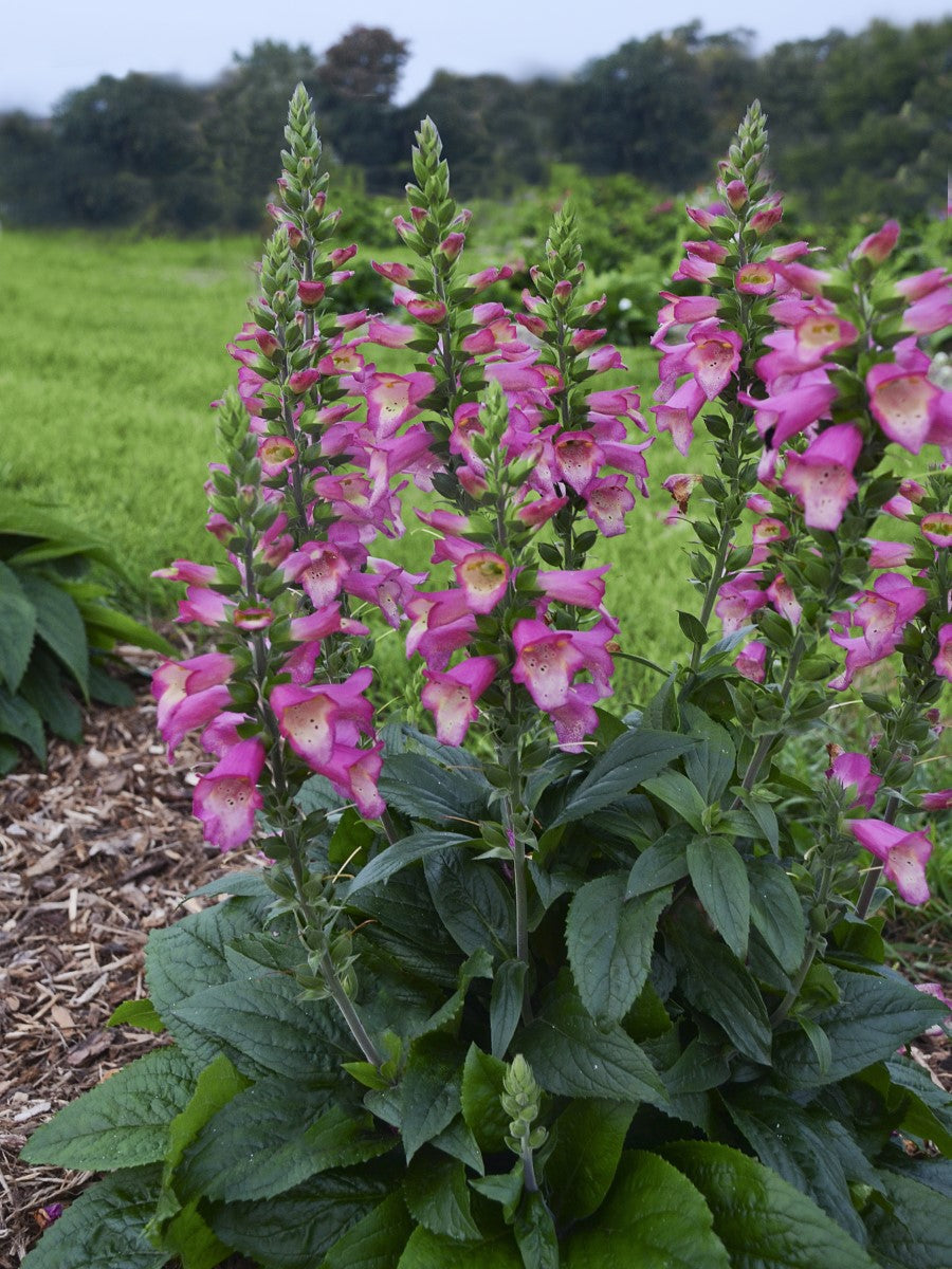 Digitalis canariensis x purpurea - BERRY CANARY - Digiplexis Foxglove