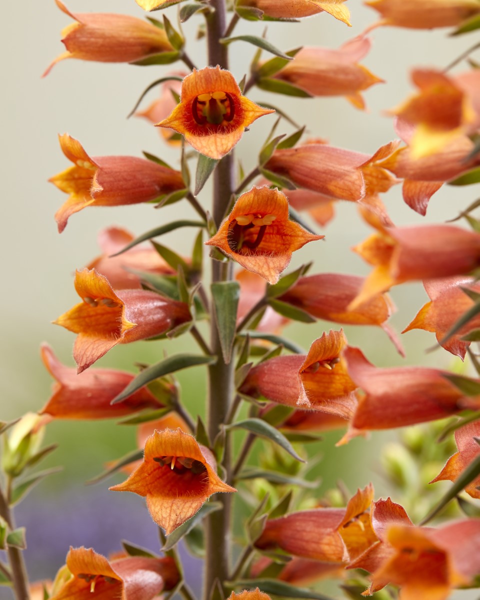Digitalis canariensis x purpurea - FIRECRACKER - Digiplexis Foxglove