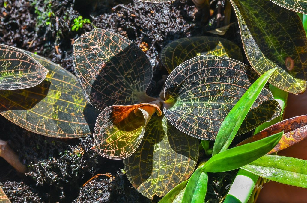Dossinia marmorata - Queen of Jewel Orchids