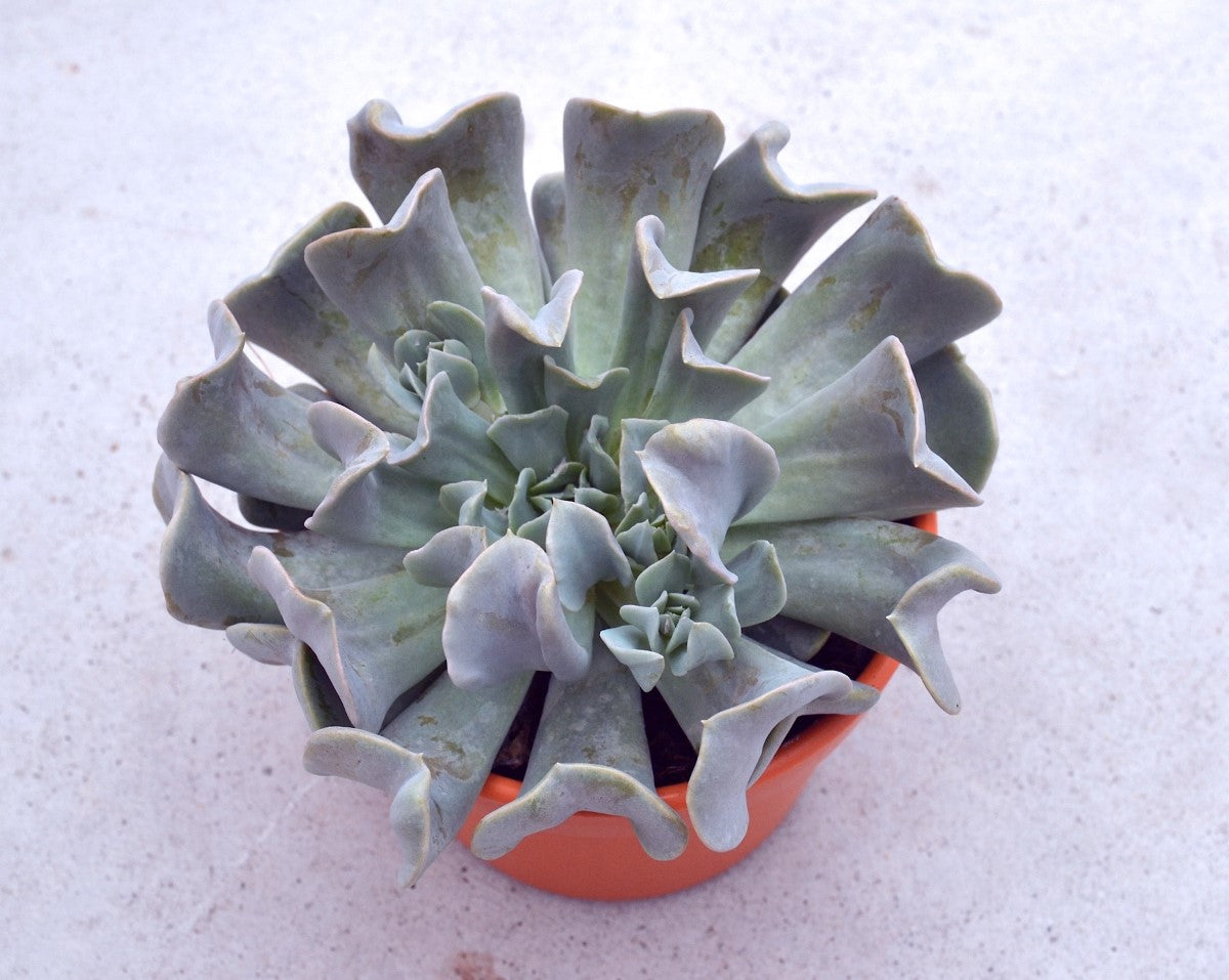 Echeveria runyonii - TOPSY TURVY - Mexican Hen and Chicks